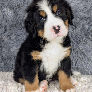 Bernese Mountain Dog Puppy