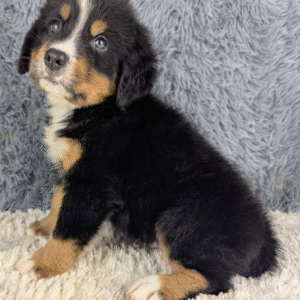 Bernese Mountain Dog Puppy