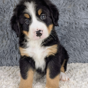 Bernese Mountain Dog Puppy