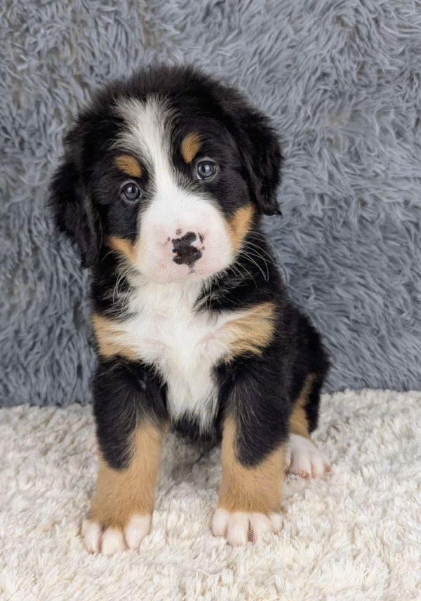 Bernese Mountain Dog Puppy
