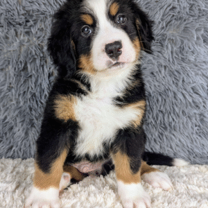 Bernese Mountain Dog Puppy