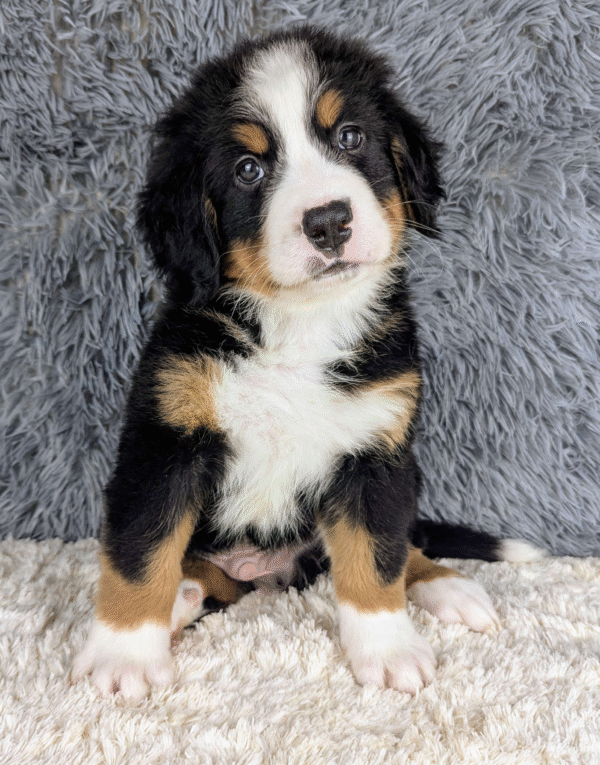 Bernese Mountain Dog Puppy