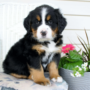 Bernese Mountain Dog puppy